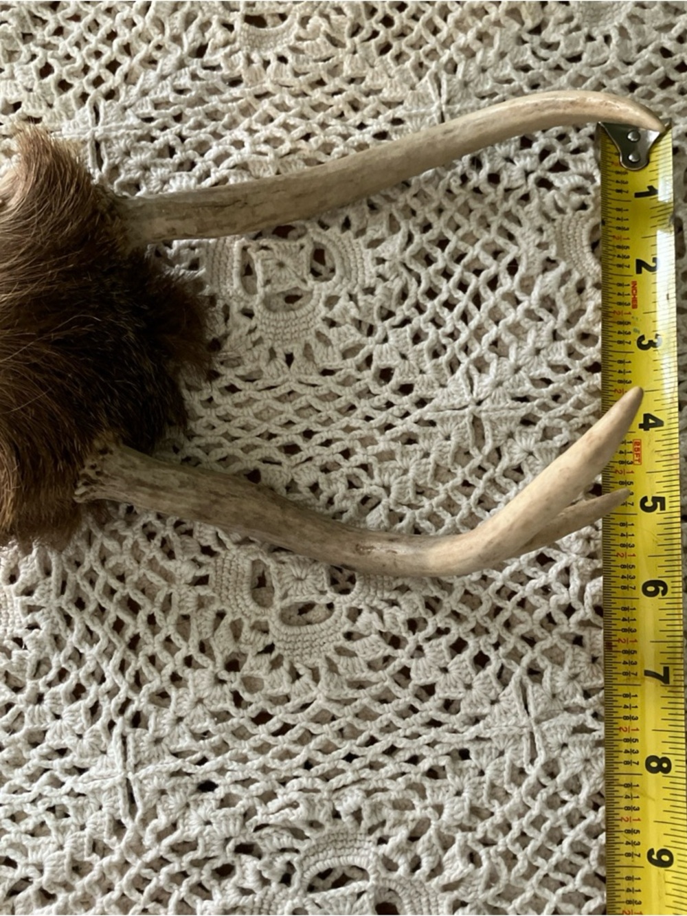 3 Point Real Whitetail Deer Antlers And Scull Cap Taxidermy Crafts More - Picture 5 of 7
